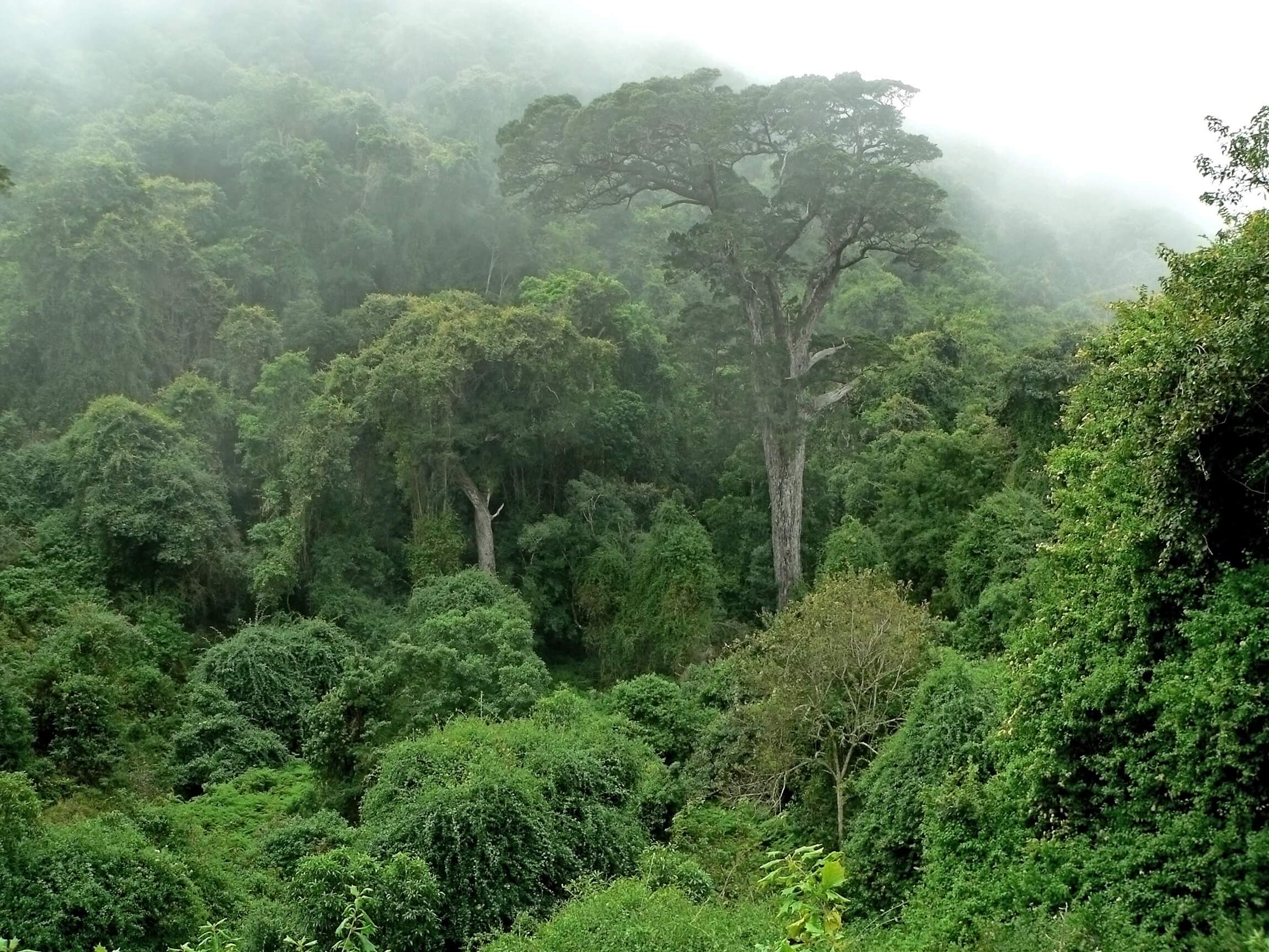 Forest_