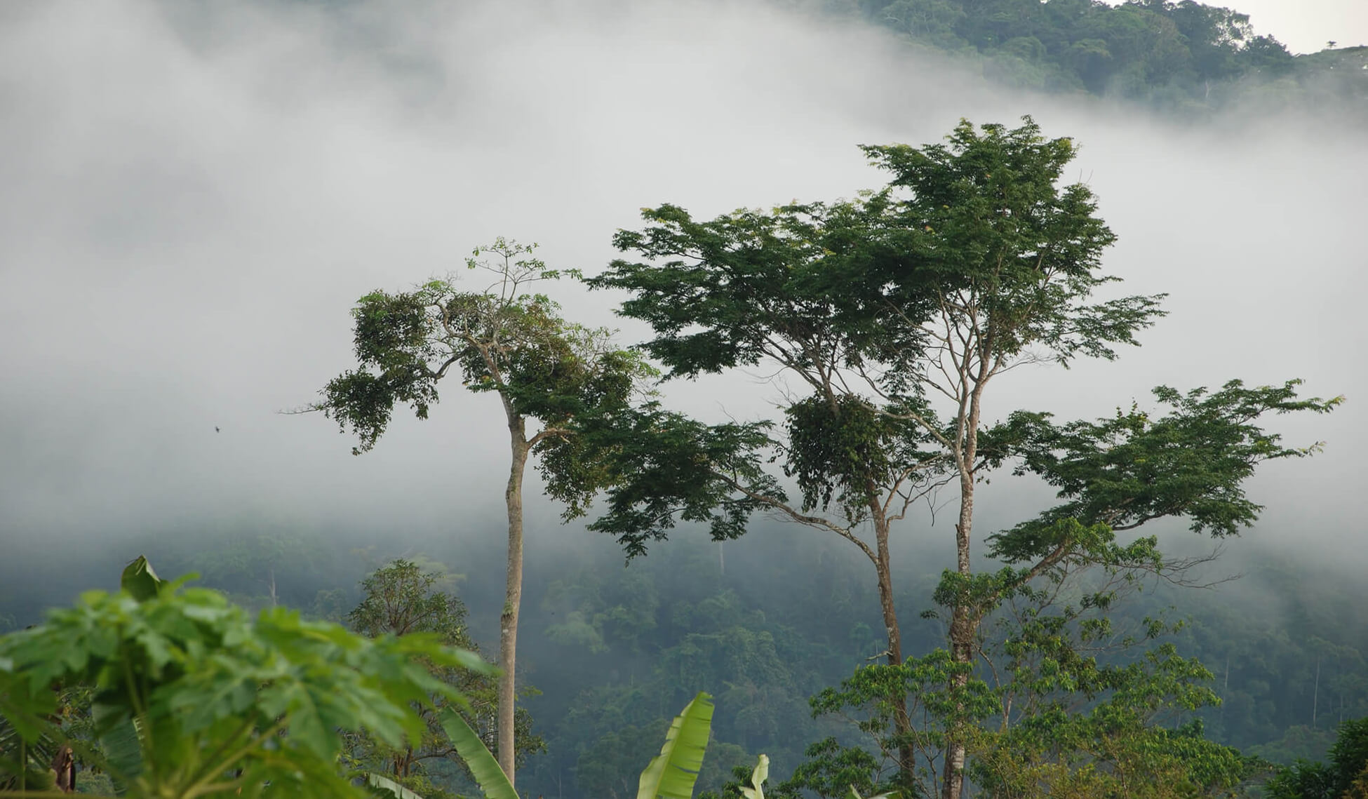 Forest-2