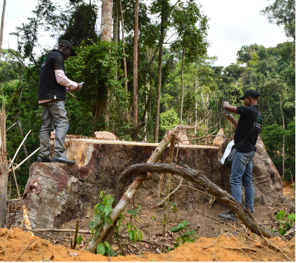 Unlocking the potential of forest guardians